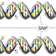 A single-nucleotide polymorphism is a change of a nucleotide at a single base-pair location on DNA.
David Eccles/Wikimedia Commons